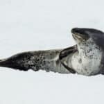 Leopard Seal