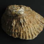 Oyster