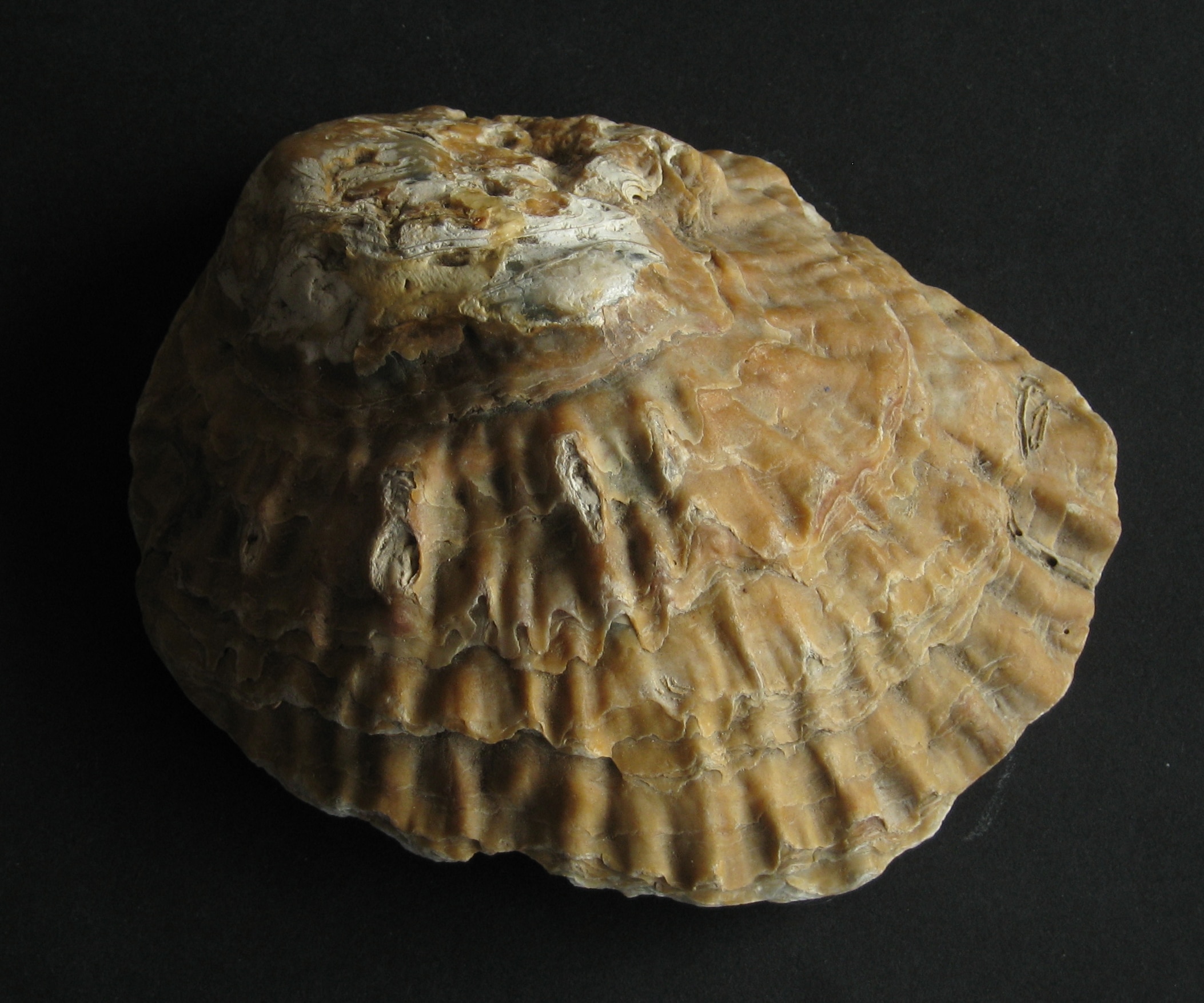 Oyster Oyster Oyster