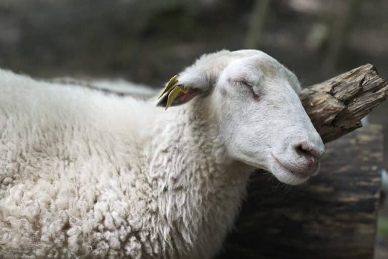 Sheep May Safely Grace