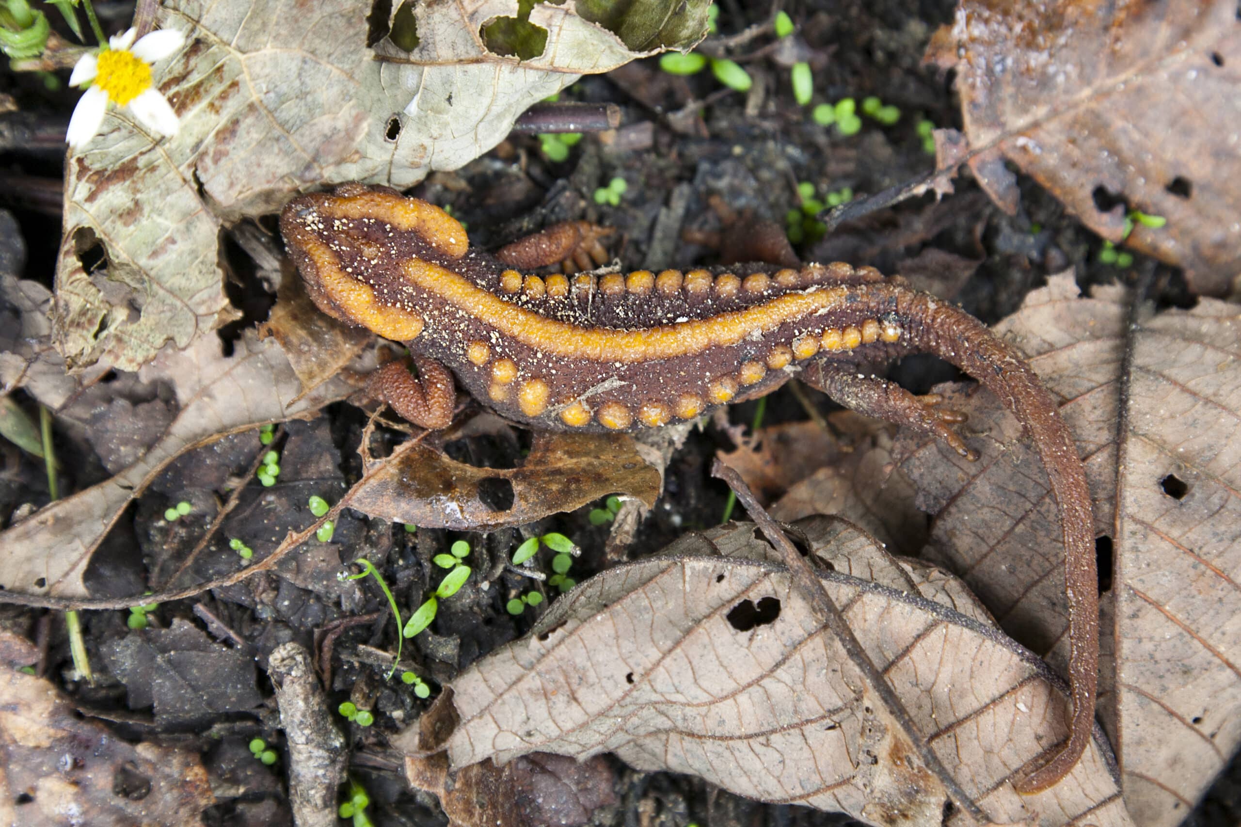 File:Emperor newt yunnan china.jpg