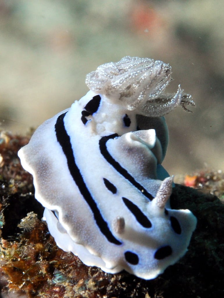 Chromodoris willani Chromodoris willani
