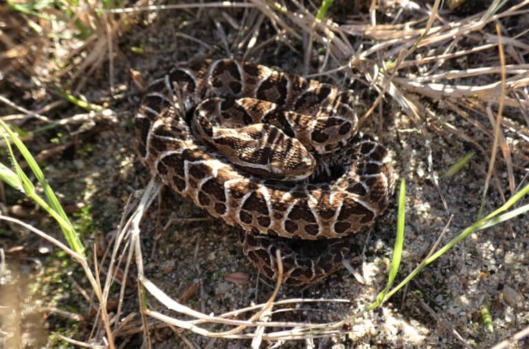 Ejemplar de crucera juvenil (Bothrops alternatus), Uruguay, 2022 Ejemplar de crucera juvenil (Bothrops alternatus), Uruguay, 2022