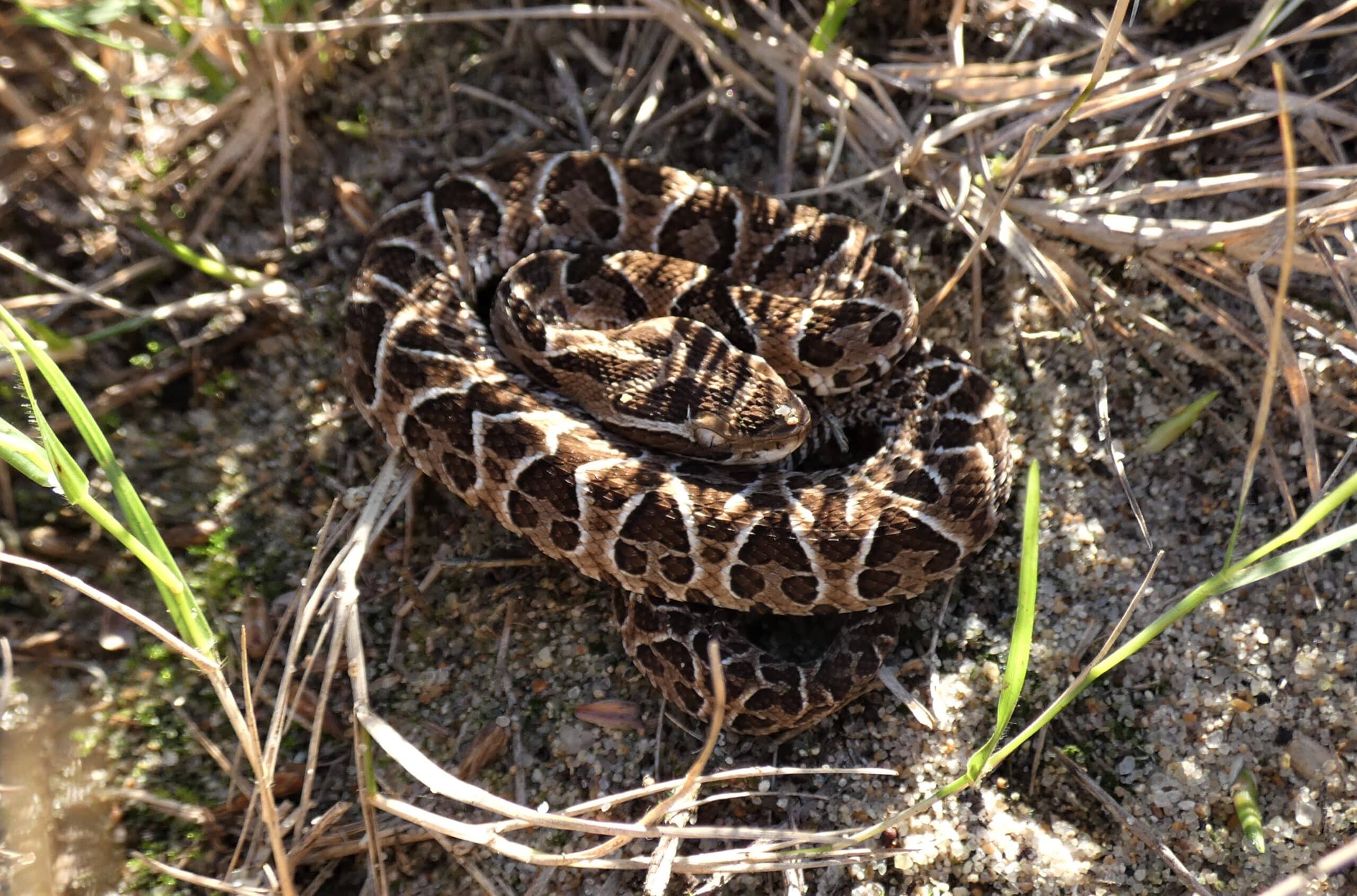 Ejemplar de crucera juvenil (Bothrops alternatus), Uruguay, 2022 Ejemplar de crucera juvenil (Bothrops alternatus), Uruguay, 2022