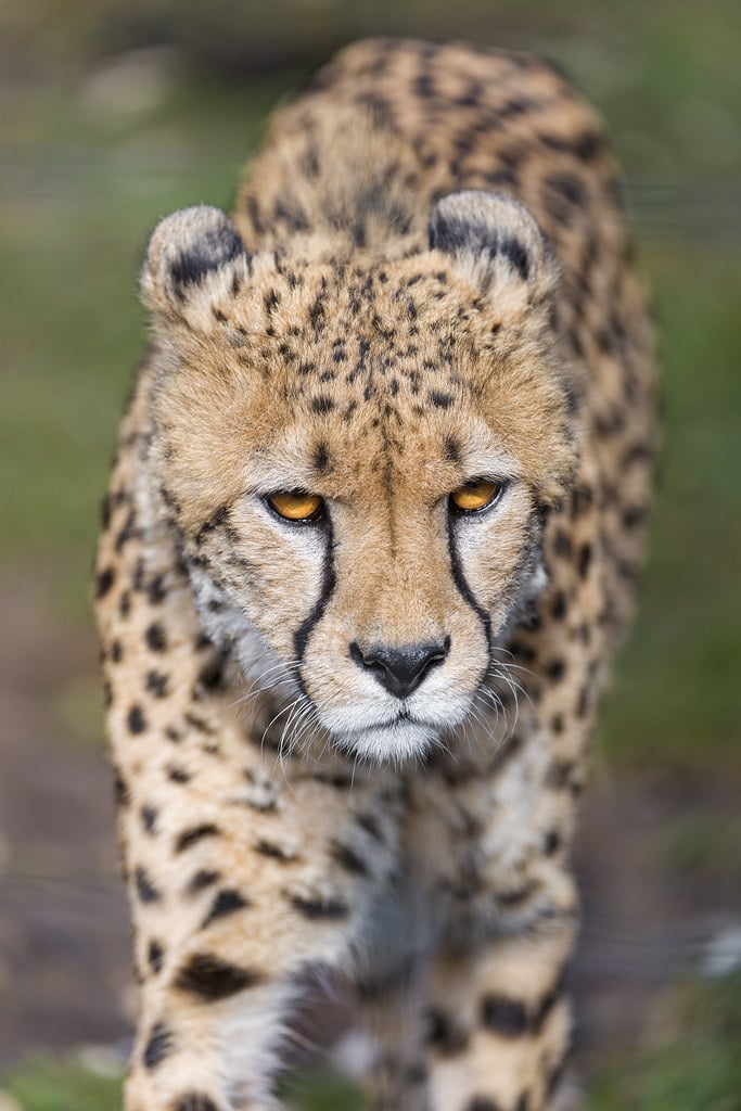 Cheetah approaching Cheetah approaching