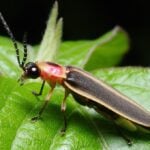 Firefly