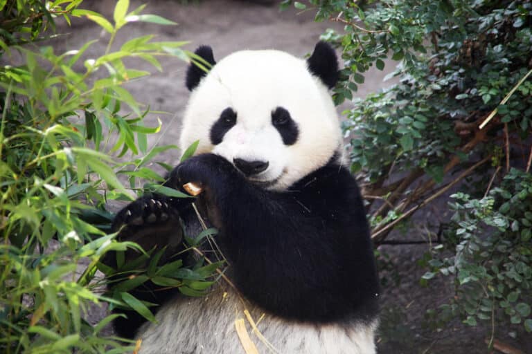 Yun zi love bamboo 03 – San Diego Zoo (7824952248) Giant Panda Bear