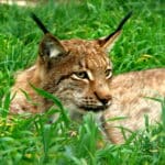 Lynx