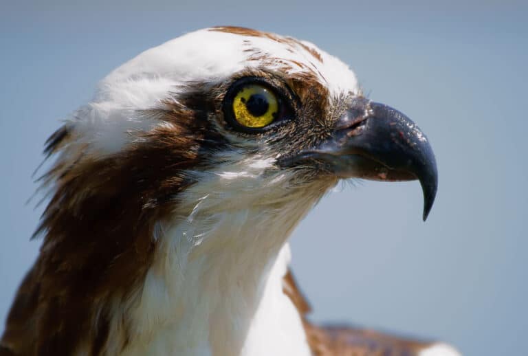 Pandion haliaetus -San Francisco Bay, California, USA -head-8 Pandion haliaetus -San Francisco Bay, California, USA -head-8