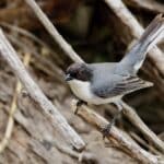 Finch
