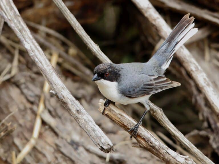 Poospiza melanoleuca – Black-capped Warbling-finch; Capivara, Santa Fe, Argentina Finch