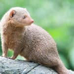 Mongoose