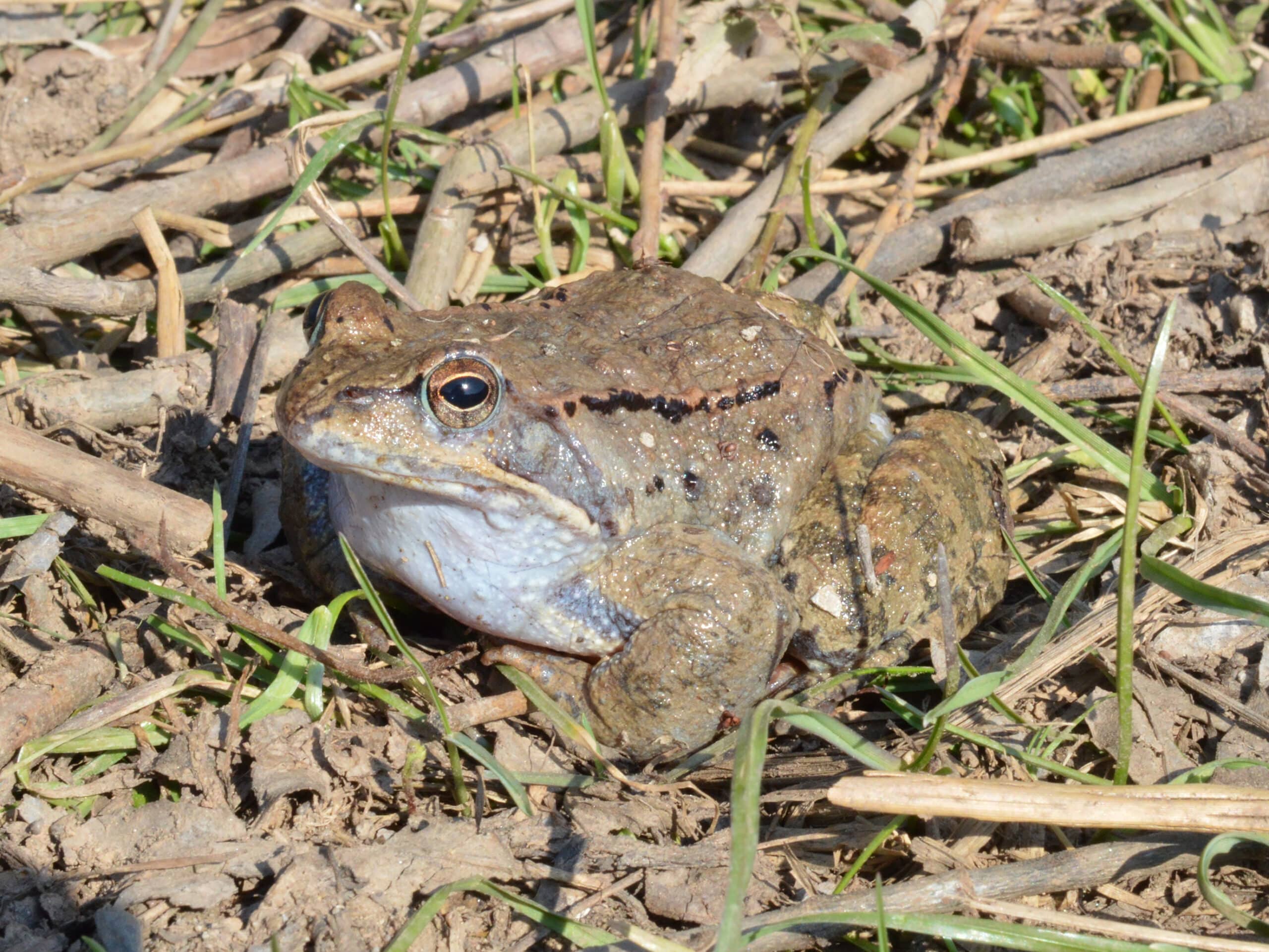 Rana temporaria at Muhalnitsa, Botevgrad (01.03.2019) 01 Rana temporaria at Muhalnitsa, Botevgrad (01.03.2019) 01