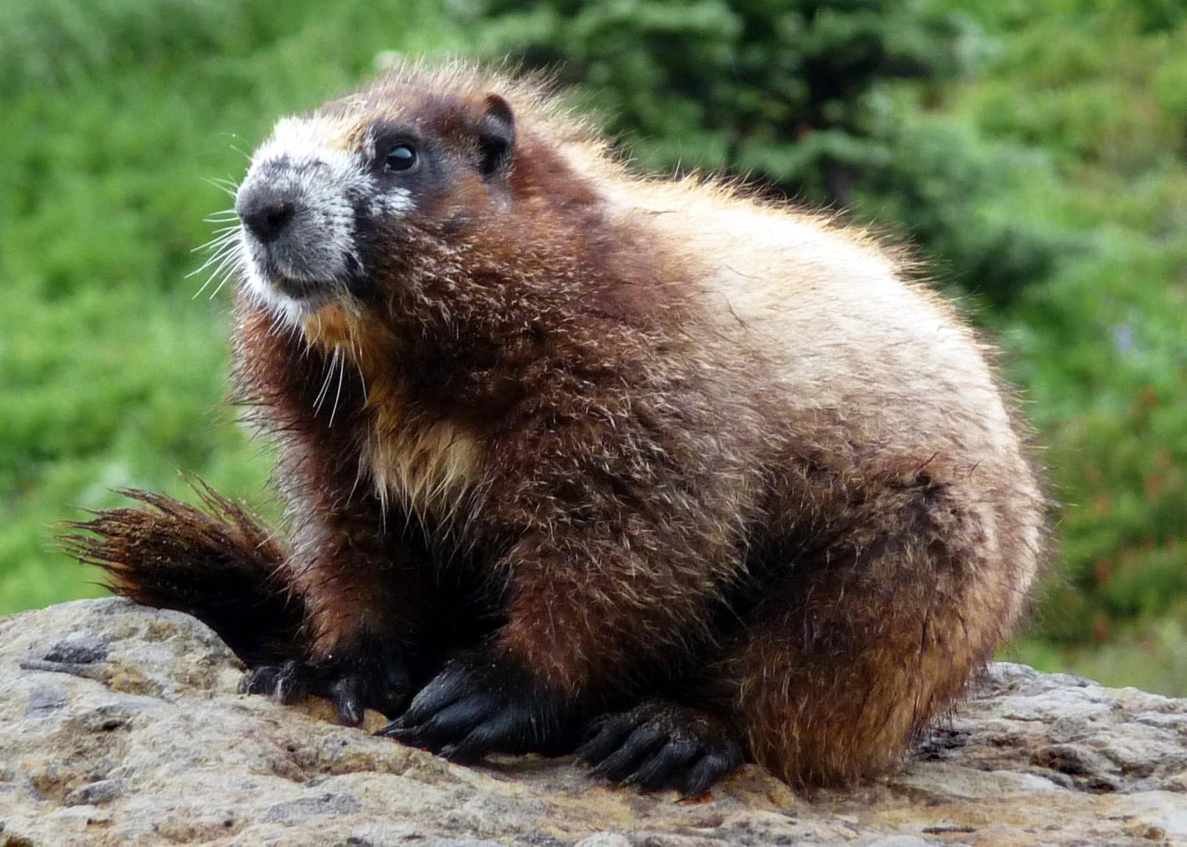 Hoary marmot rainier 2008 Hoary marmot rainier 2008