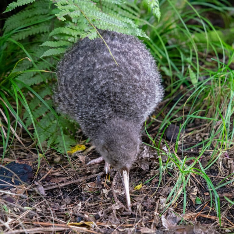 File:20180703 kiwi-sonya7 342 DxO.jpg File:20180703 kiwi-sonya7 342 DxO.jpg