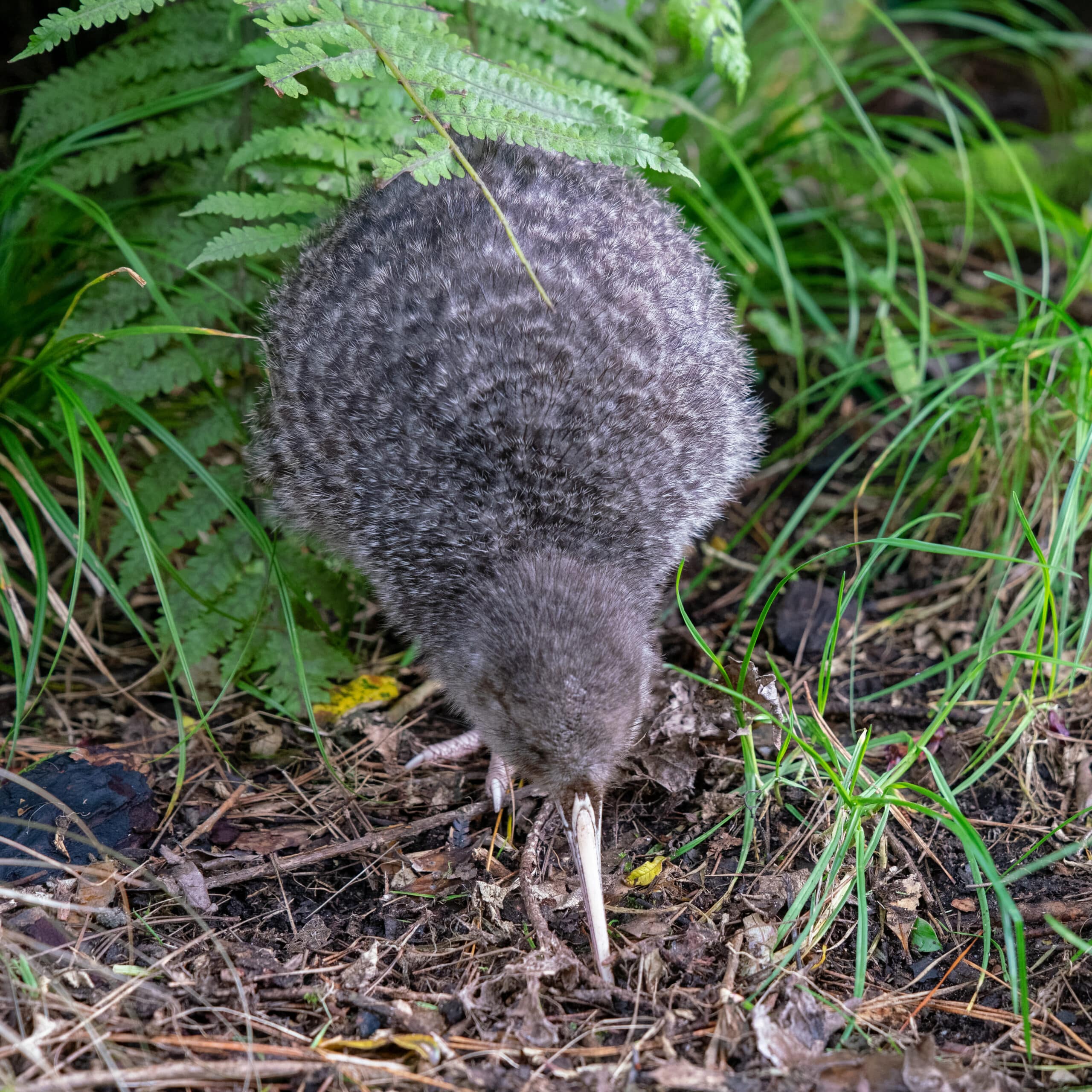 File:20180703 kiwi-sonya7 342 DxO.jpg File:20180703 kiwi-sonya7 342 DxO.jpg