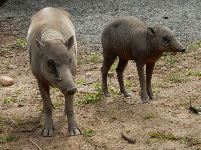 Babirusa, 2015 Aug 28 — photo 4