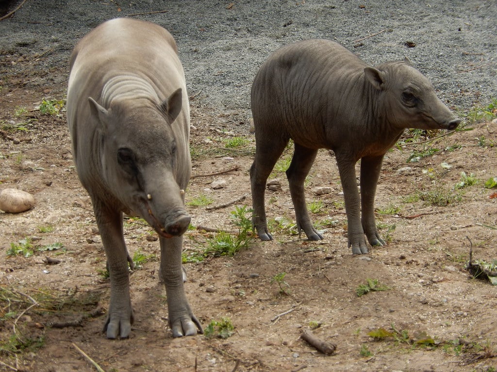 Babirusa, 2015 Aug 28 — photo 4