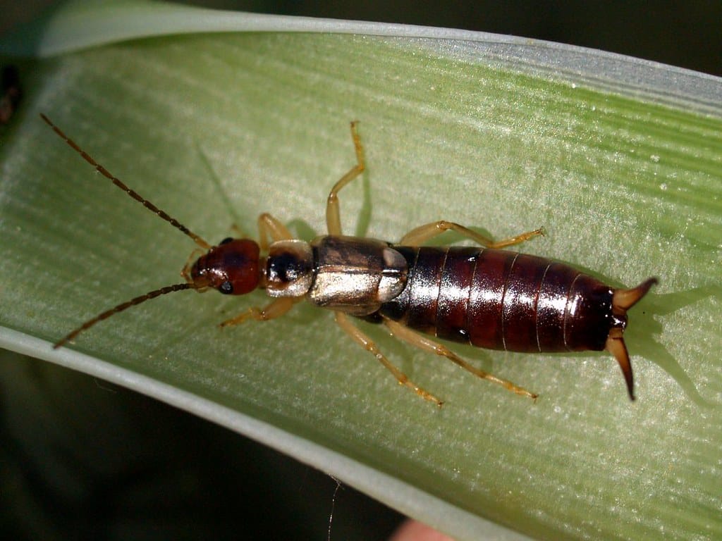 Forficula auricularia Forficula auricularia