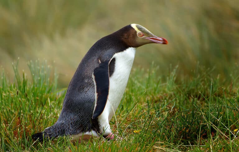 File:Yellow eyed penguin. (15238441601).jpg