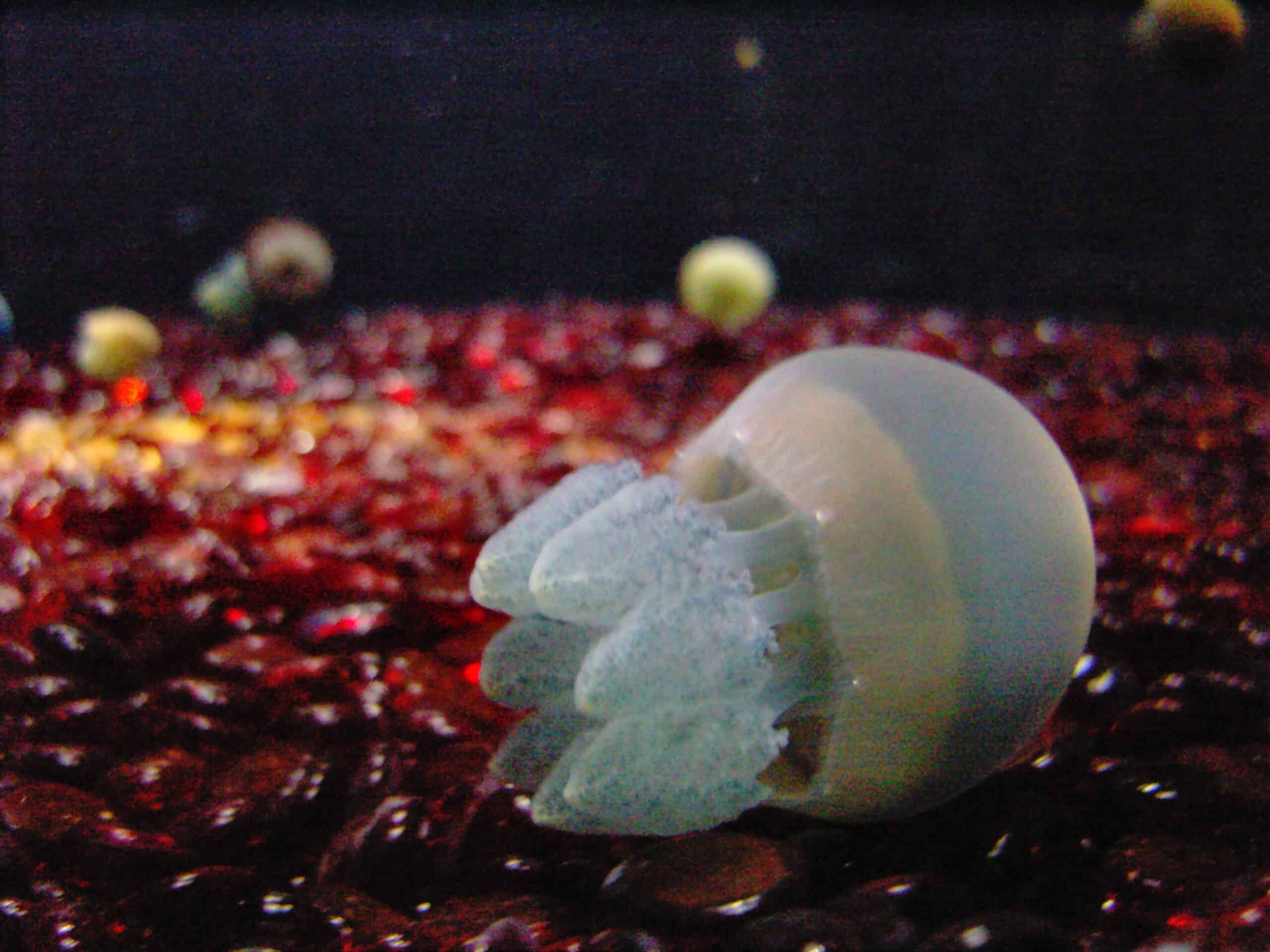 File:Blubber Jellyfish 3.jpg File:Blubber Jellyfish 3.jpg