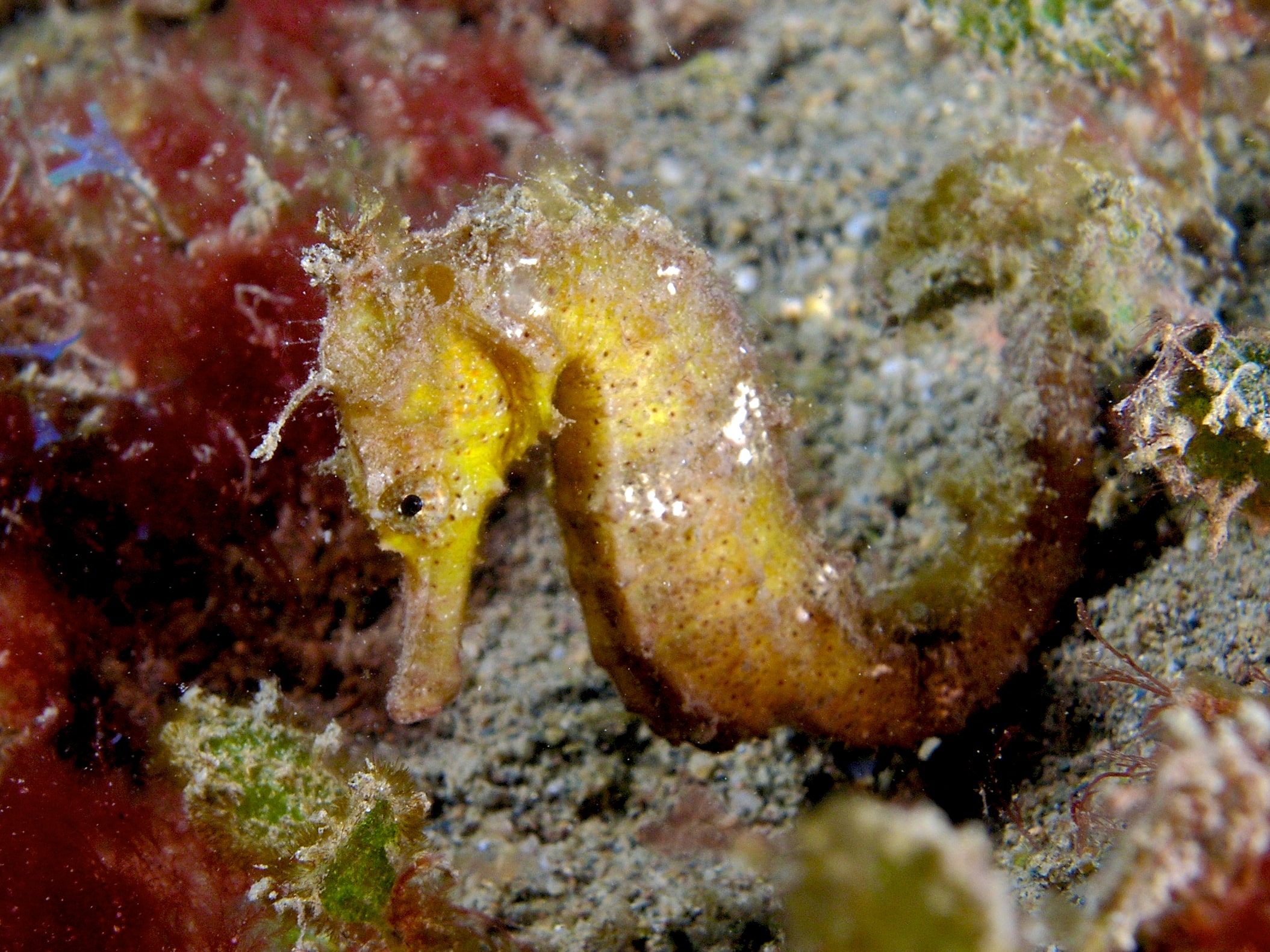 Hippocampus kuda (Estuary seahorse) – yellow