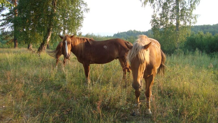 Bashkir horse