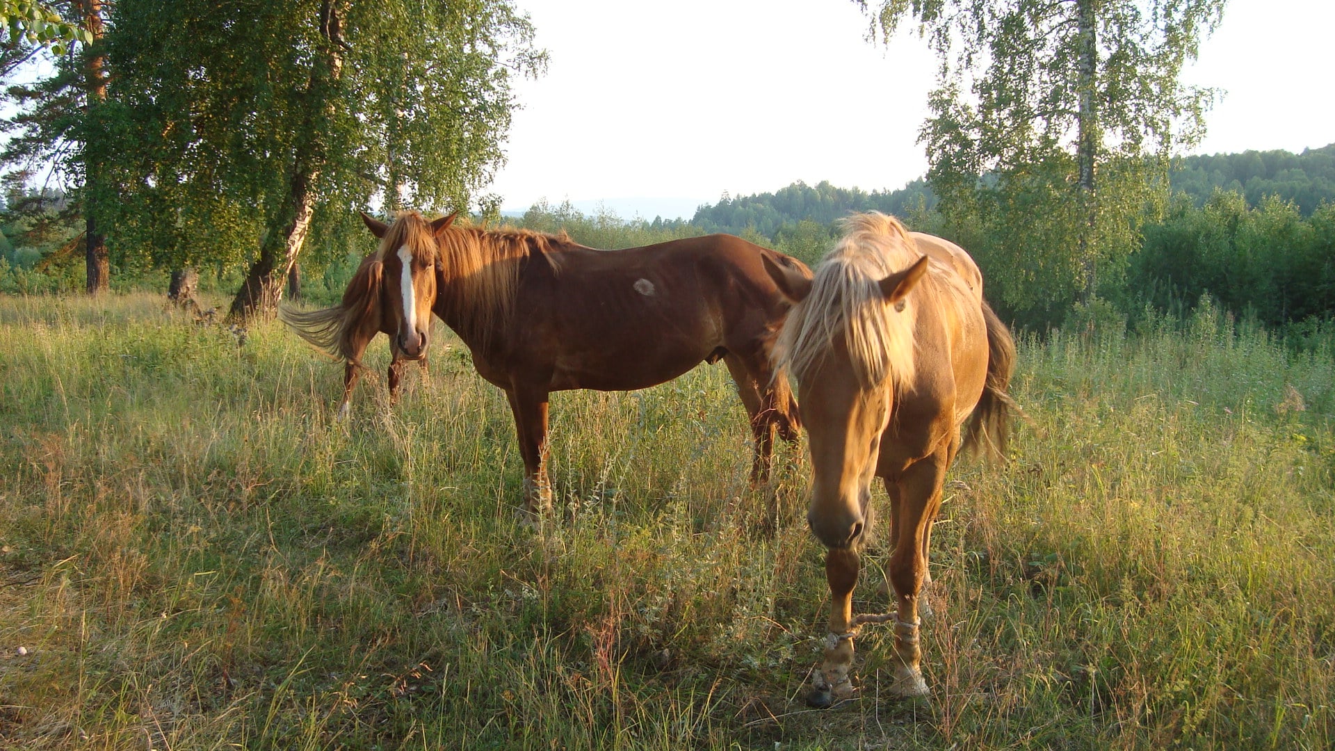 Bashkir horse
