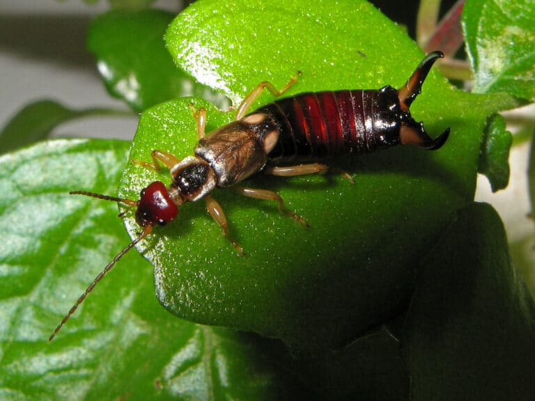 File:Tijereta – Forficula auricularia (553075910).jpg File:Tijereta – Forficula auricularia (553075910).jpg