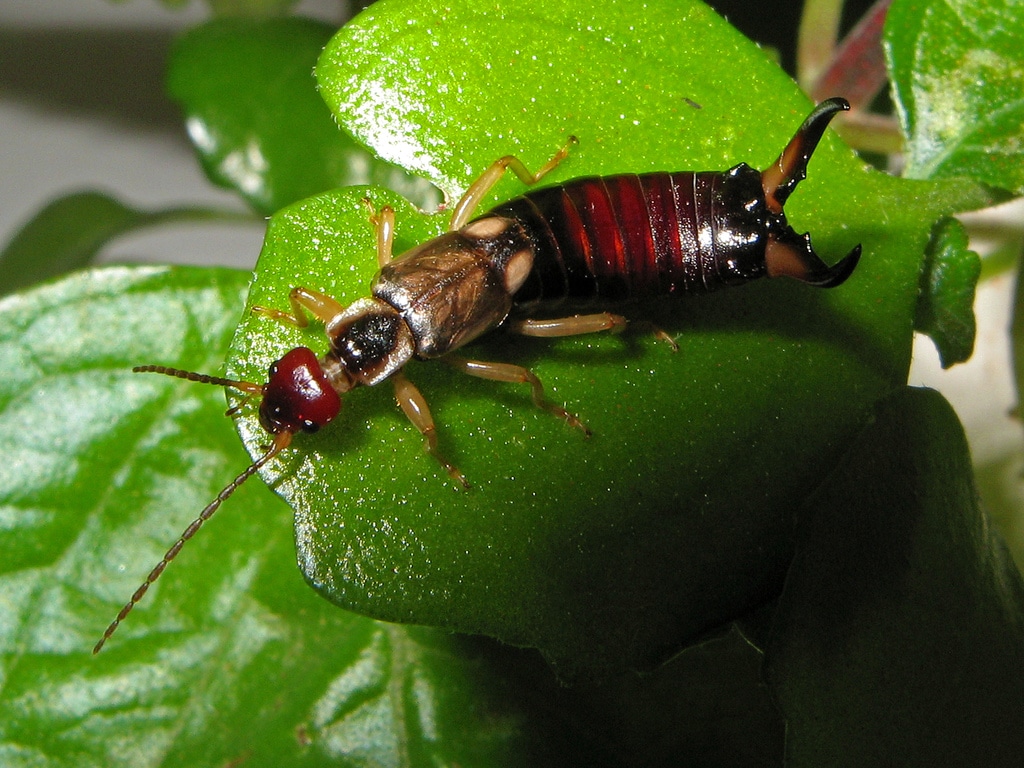 File:Tijereta – Forficula auricularia (553075910).jpg File:Tijereta – Forficula auricularia (553075910).jpg