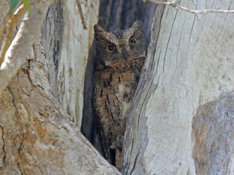 Madagascar Scops OWL RWD Madagascar Scops OWL RWD