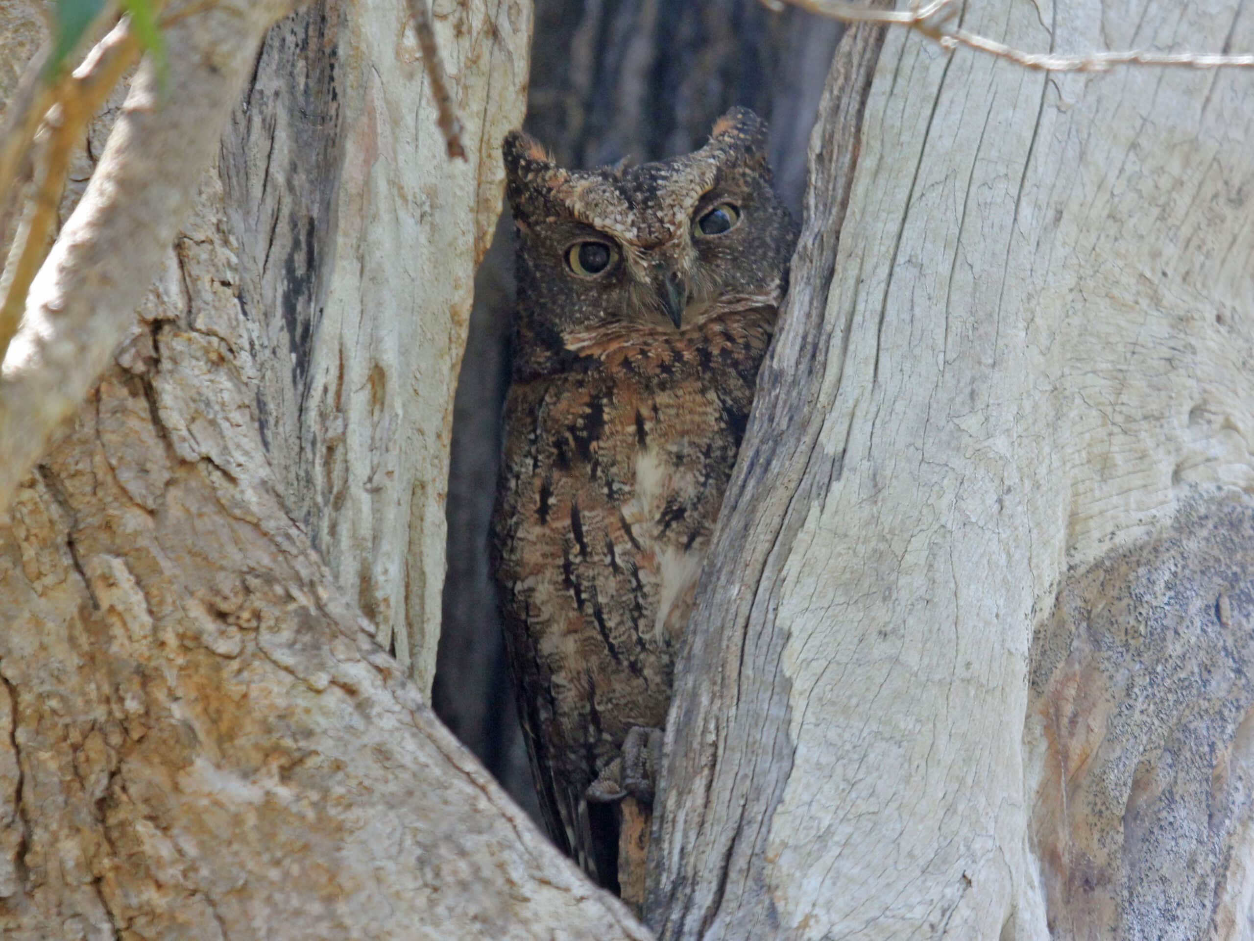 Madagascar Scops OWL RWD Madagascar Scops OWL RWD