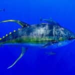 Al mcglashan tuna