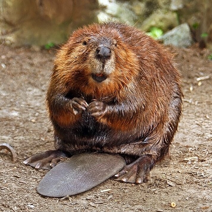 American Beaver American Beaver