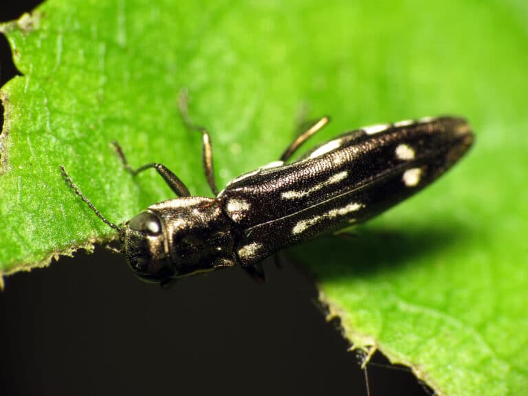 Black Jewel Beetle (31630142181)