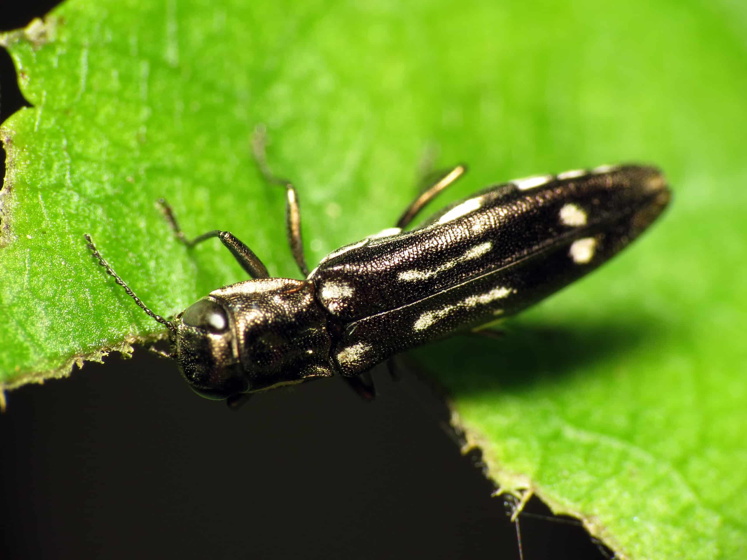 Black Jewel Beetle (31630142181)