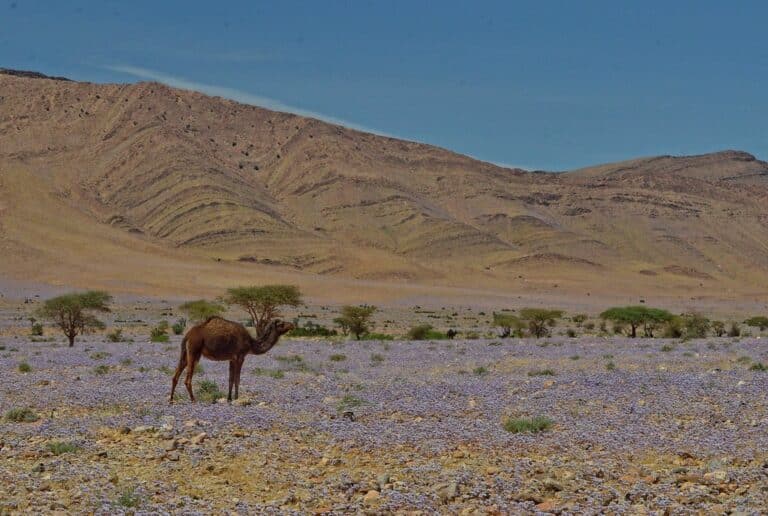Camelus dromedarius