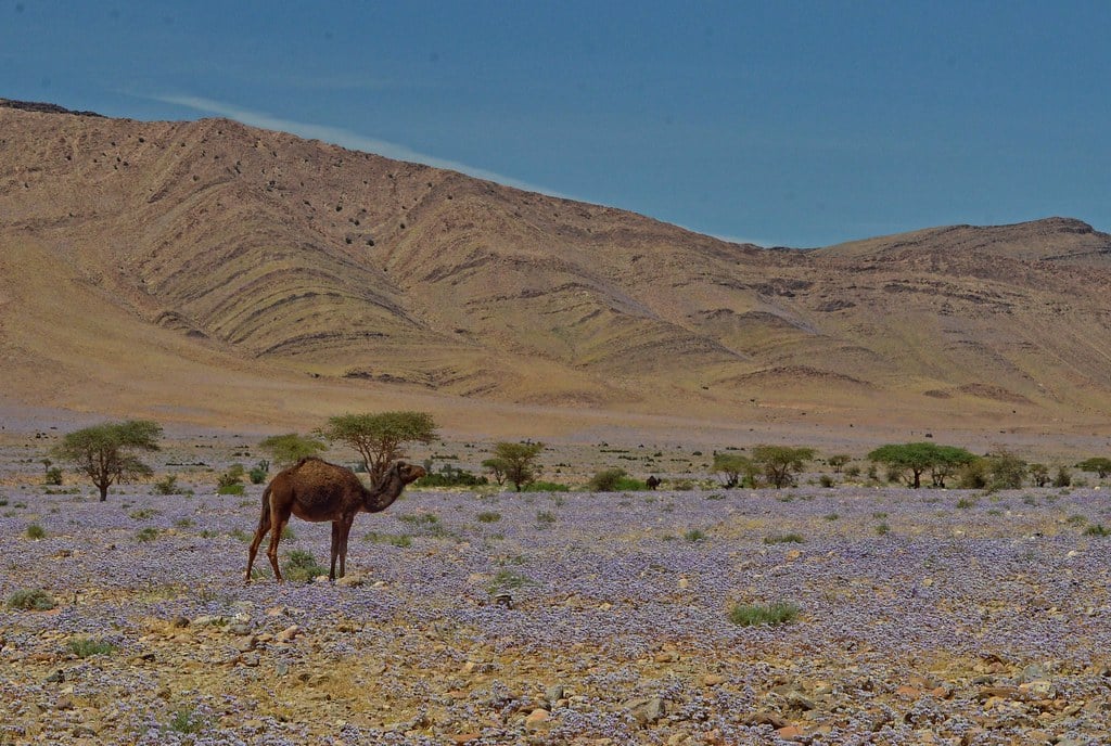 Camelus dromedarius