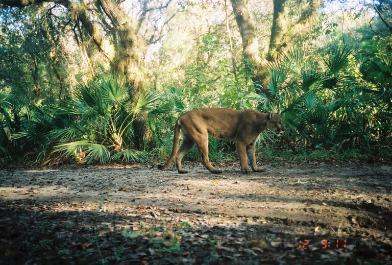 Panther Male in Refuge Panther Male in Refuge