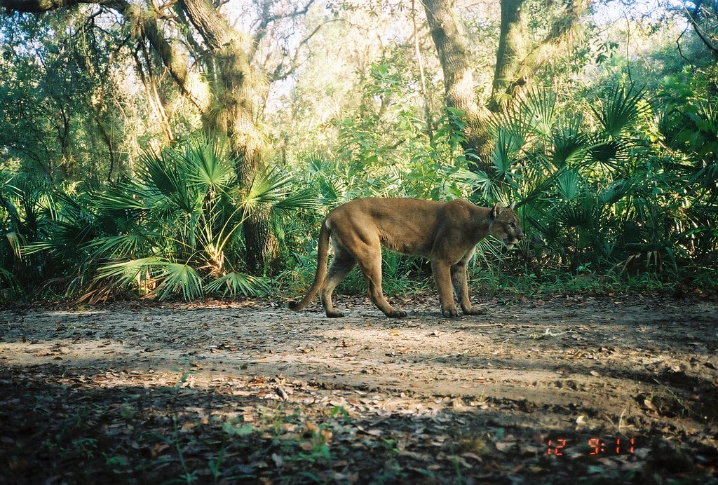 Panther Male in Refuge Panther Male in Refuge