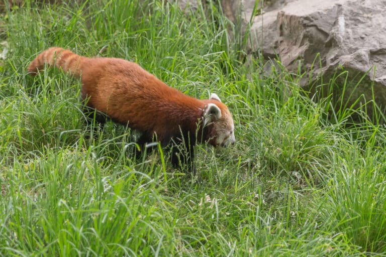 Ailurus fulgens (Panda roux) – 128 Ailurus fulgens (Panda roux) – 128