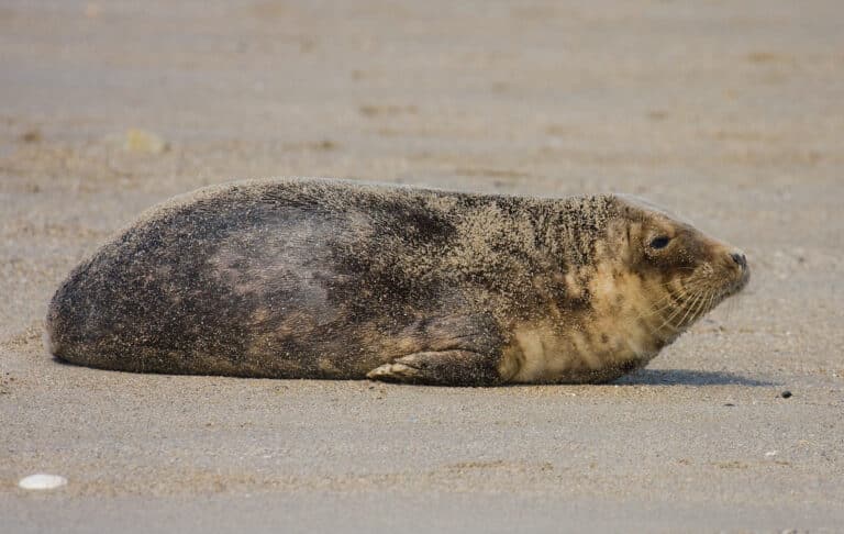 Grey-seal-young Grey-seal-young