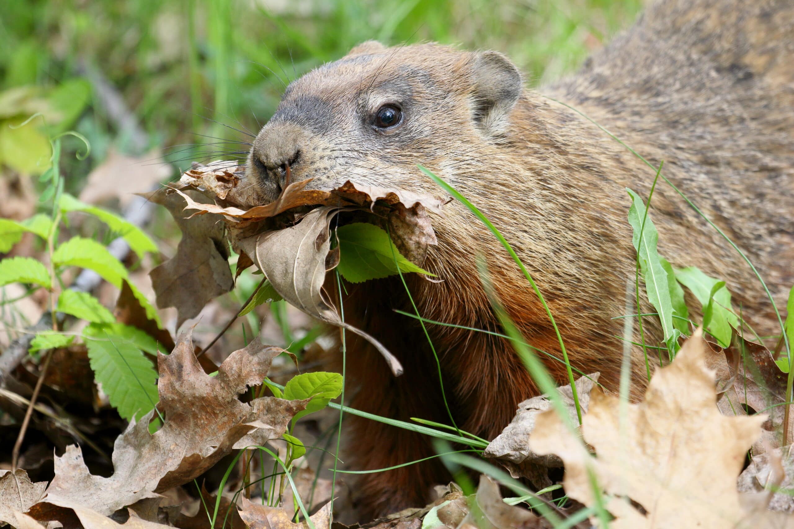 Marmota monax UL 07 Marmota monax UL 07