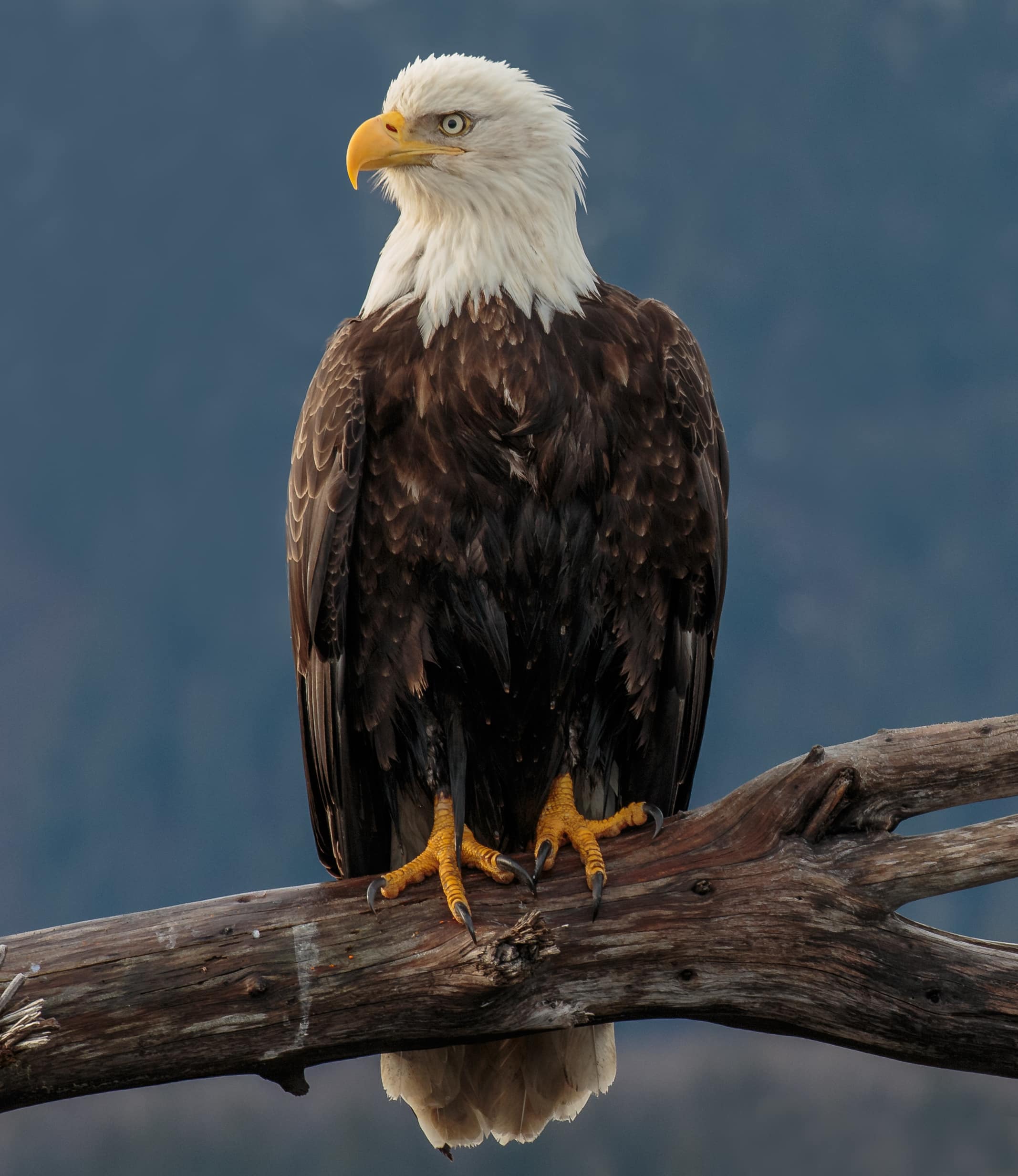 Bald Eagle (Haliaeetus leucocephalus) Kachemak Bay, Alaska Bald Eagle (Haliaeetus leucocephalus) Kachemak Bay, Alaska