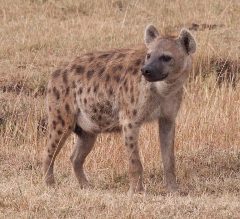 Spotted hyena in Kenya Spotted hyena in Kenya
