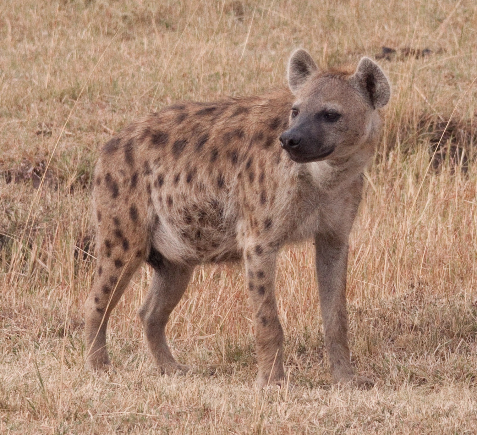 Spotted hyena in Kenya Spotted hyena in Kenya