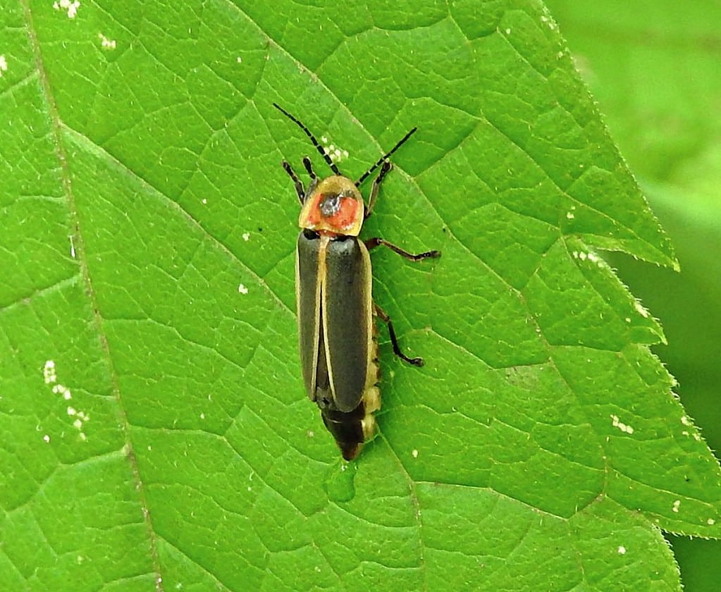 Firefly Firefly