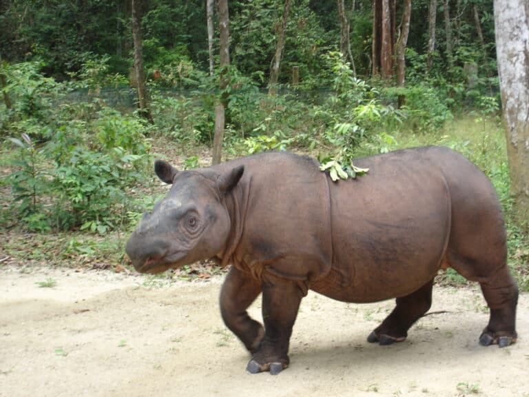 Sumatran Rhinoceros at Sumatran Rhino Sanctuary Lampung Indonesia 2013