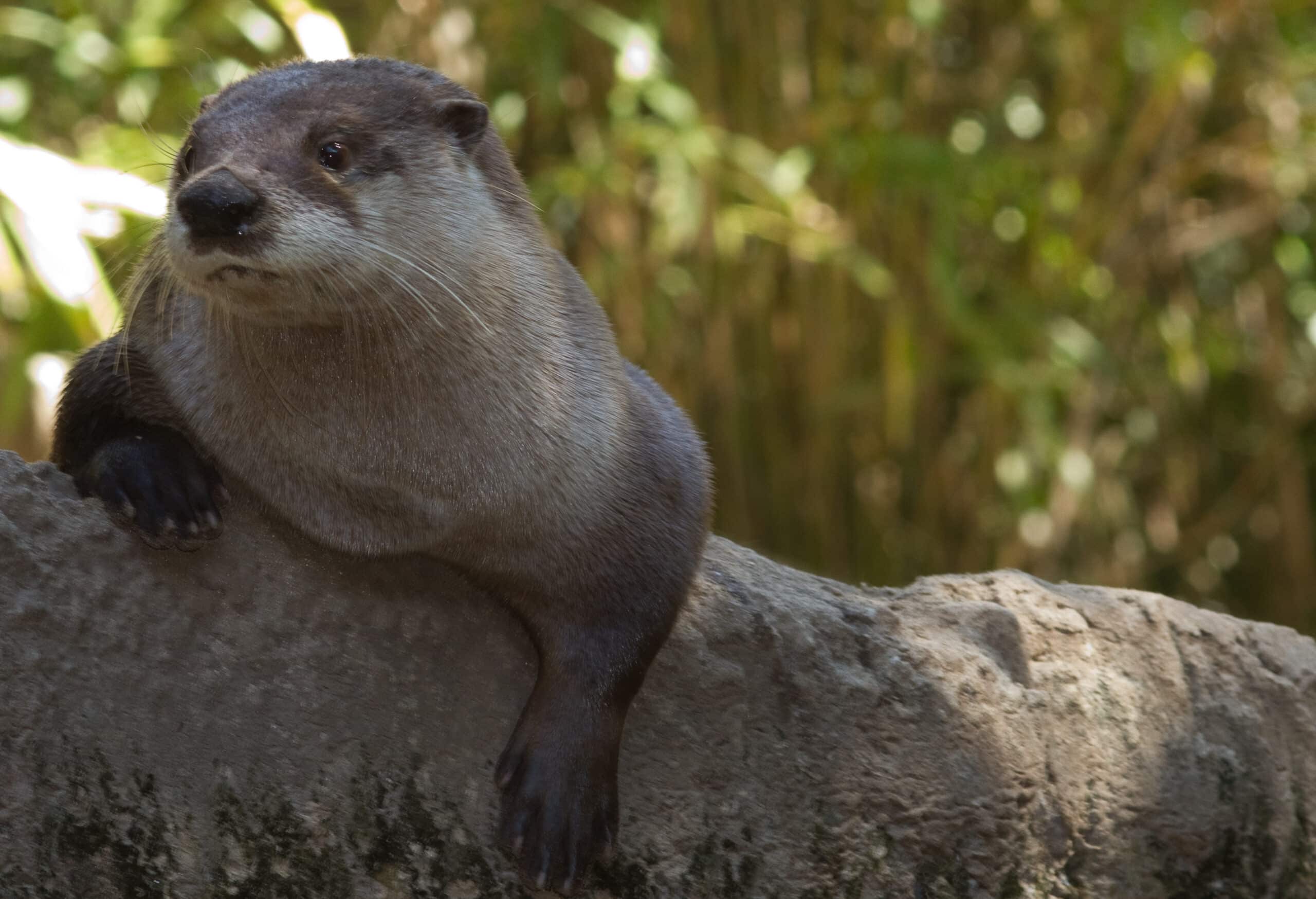 Lontra canadensis NewOrleans Lontra canadensis NewOrleans