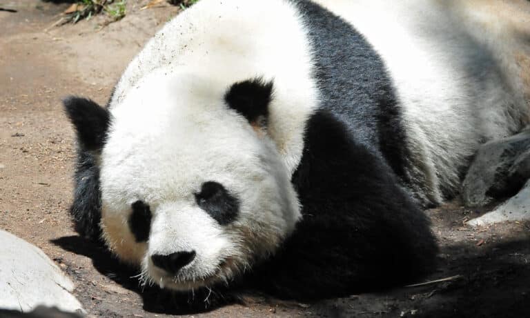 Giant Panda (Ailuropoda melanoleuca) sleeping